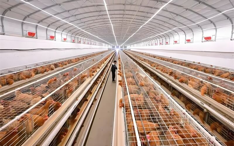 蛋雞養殖
